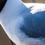 204A1688 Mouette rieuse